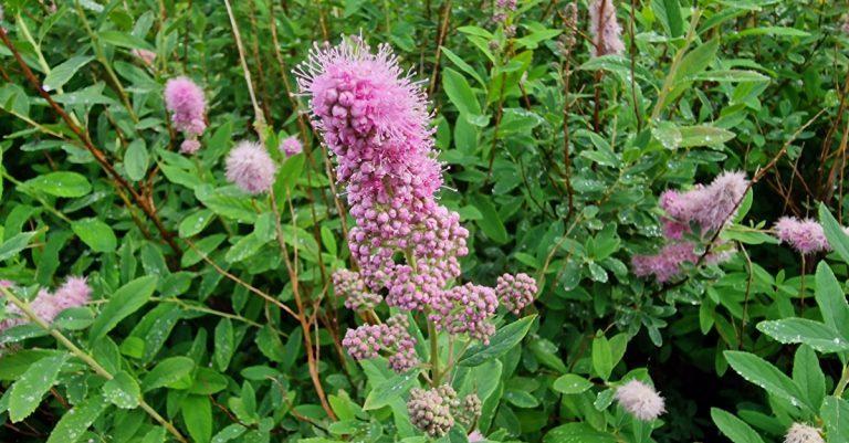  Na Brídeacha Spiraea spp.