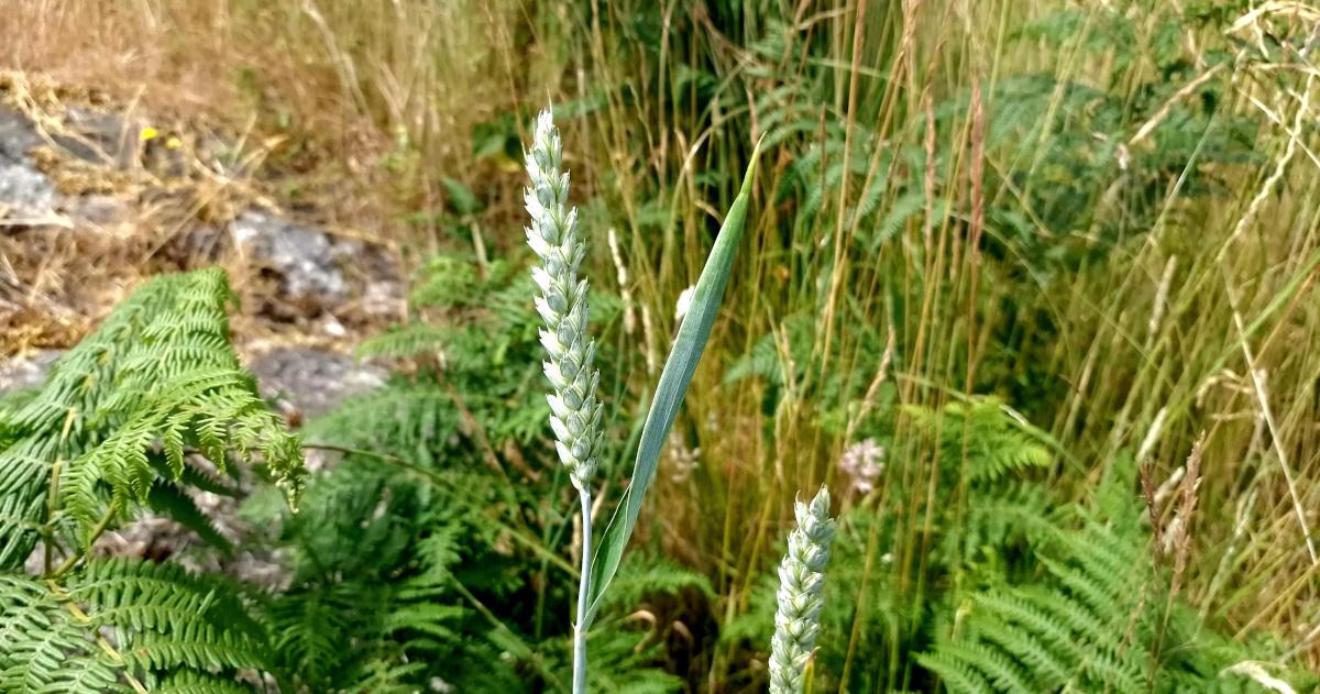  Cruithneacht Triticum aestivum