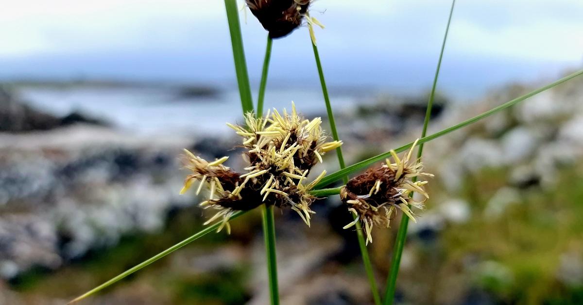  An Bogshifín Mara Bolboschoenus maritimus