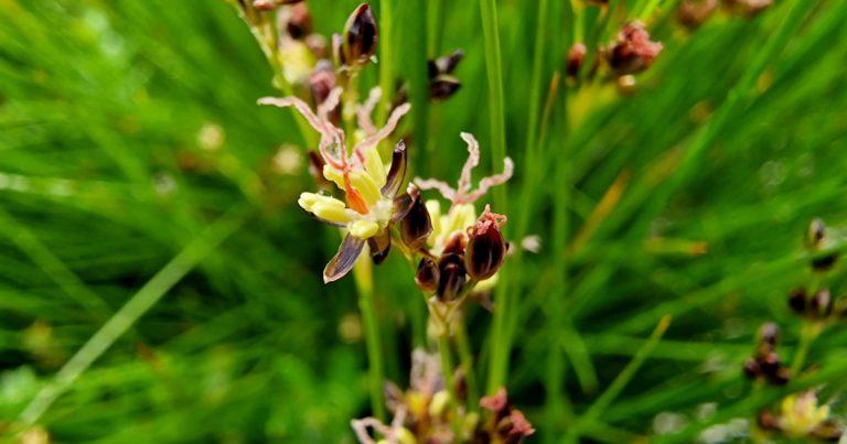 An Luachair Mhuirisce Juncus gerardii