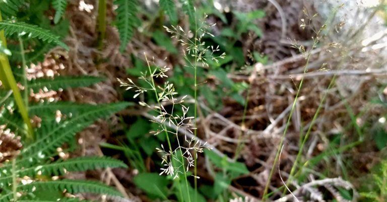  An Fheorainn Mhín Agrostis capillaris