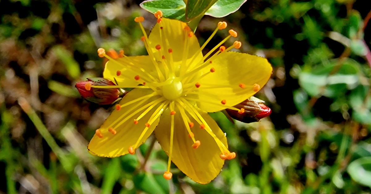  An Beathnua Baineann Hypericum pulchrum