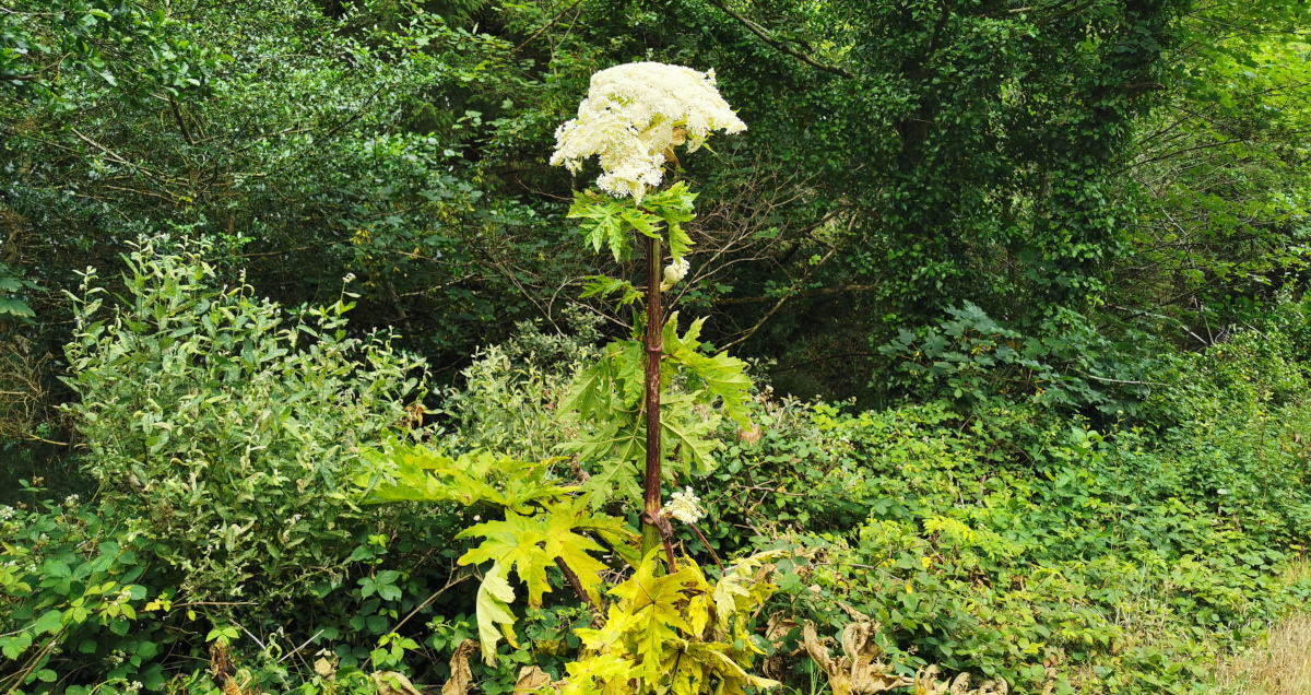  An Feabhrán Capaill Heracleum mantegazzianum