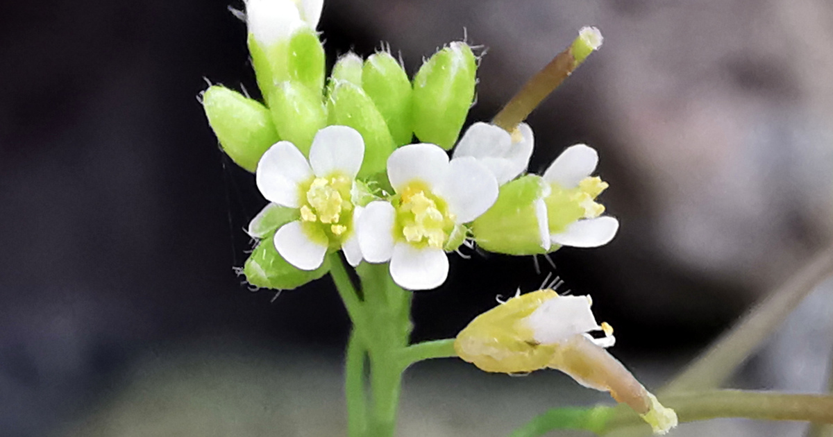  An Tailís Arabidopsis thaliana