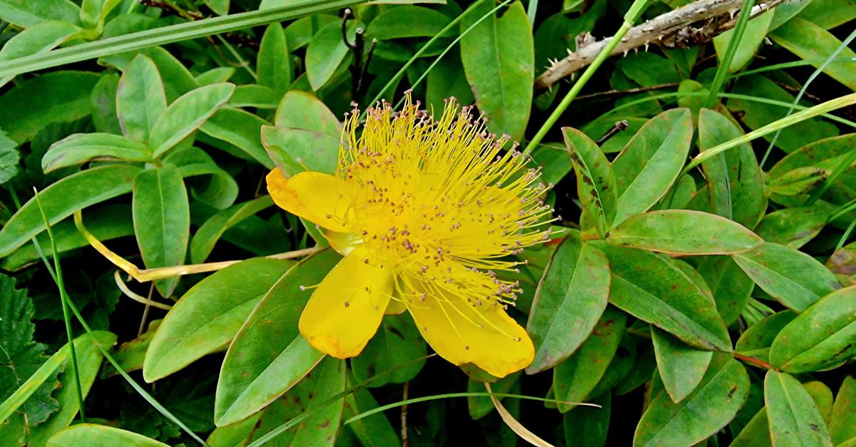  Lus Buí Mhanannáin Hypericum calycinum