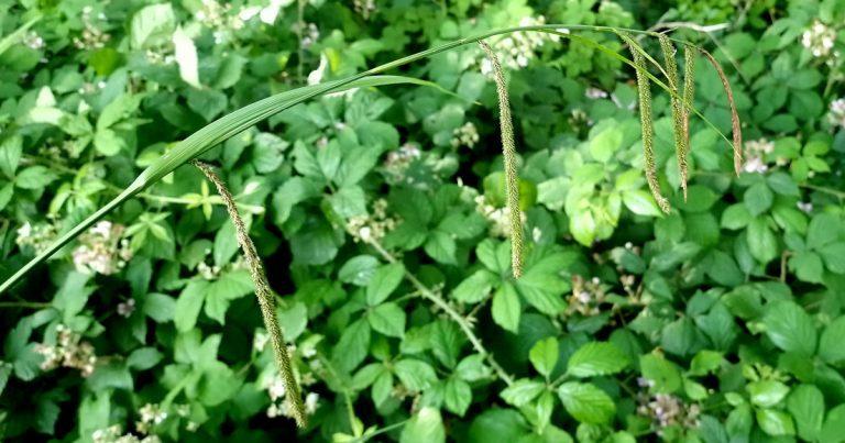  An Chíb Chrom Carex pendula