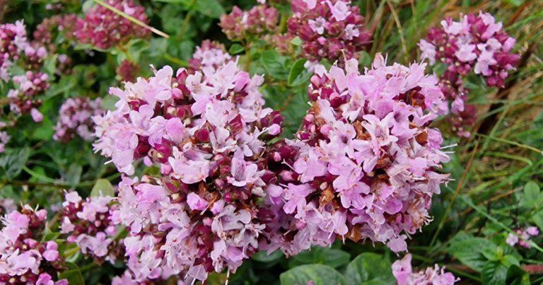  An Máirtín Fiáin Origanum vulgare