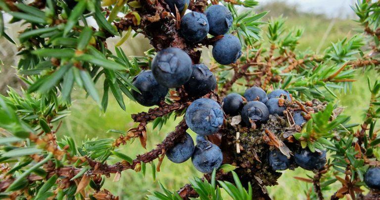 An tAiteal Juniperus communis