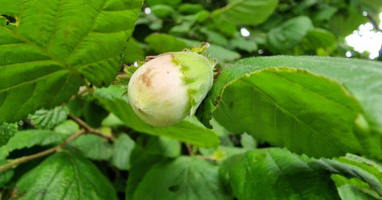  An Coll Corylus avellana