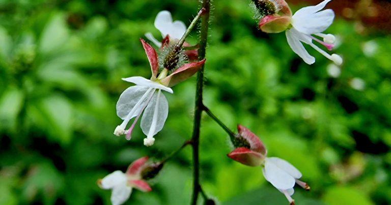  An Fhuinseagach Circaea lutetiana