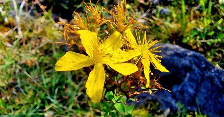  Lus na Maighdine Muire Hypericum perforatum
