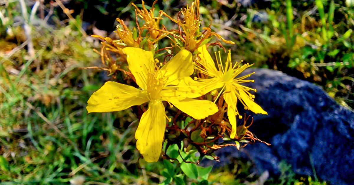 Lus na Maighdine Muire Hypericum perforatum