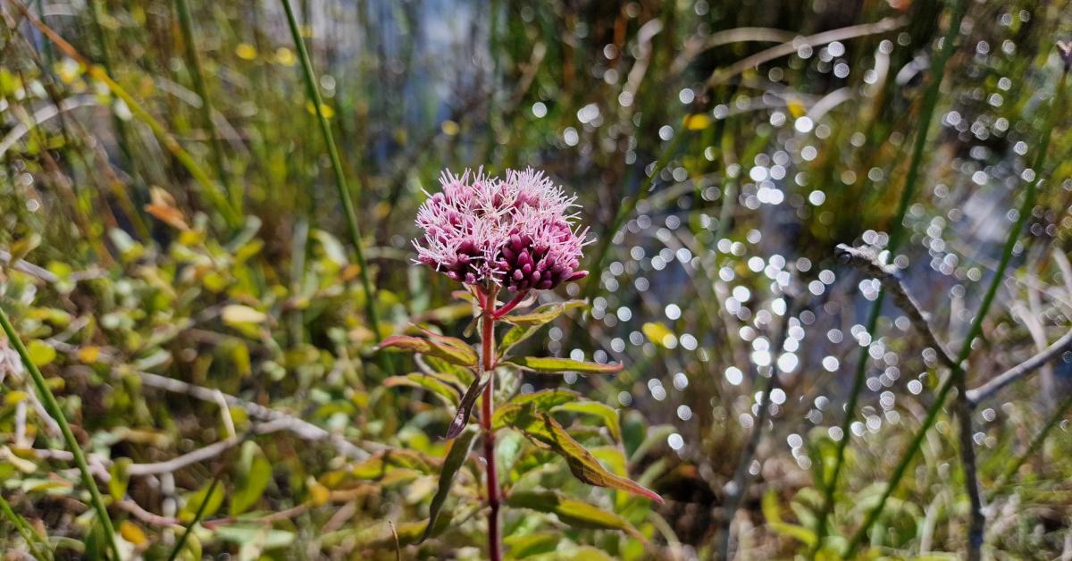  An Chnáib Uisce Eupatorium cannabinum