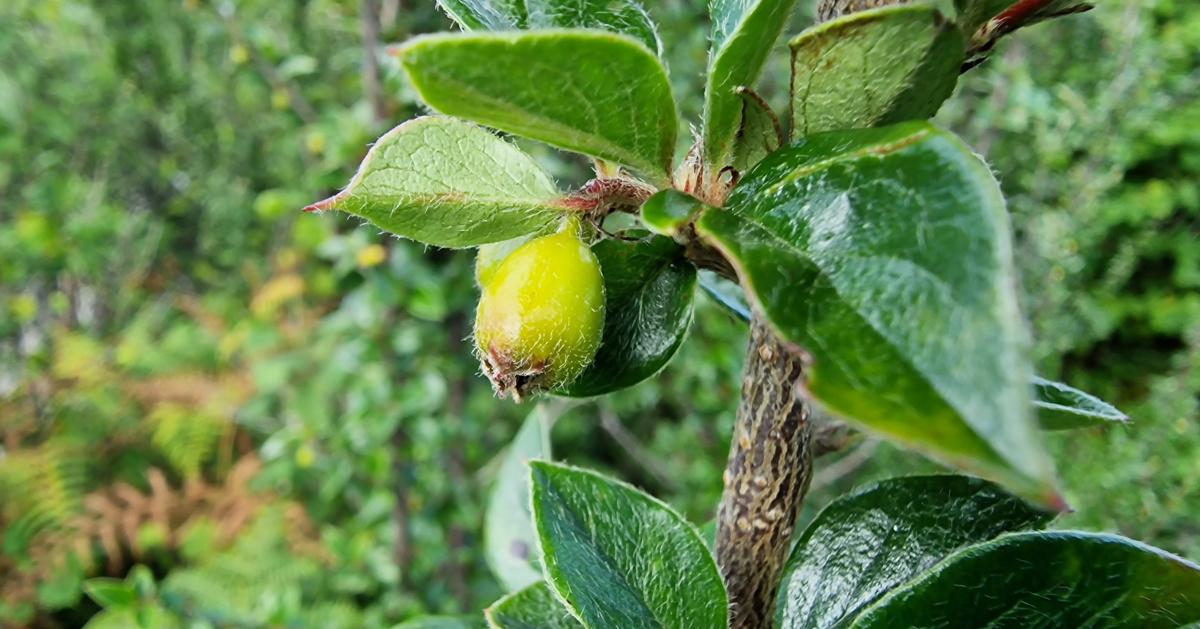  An Cainchín Áiseach Cotoneaster simonsii