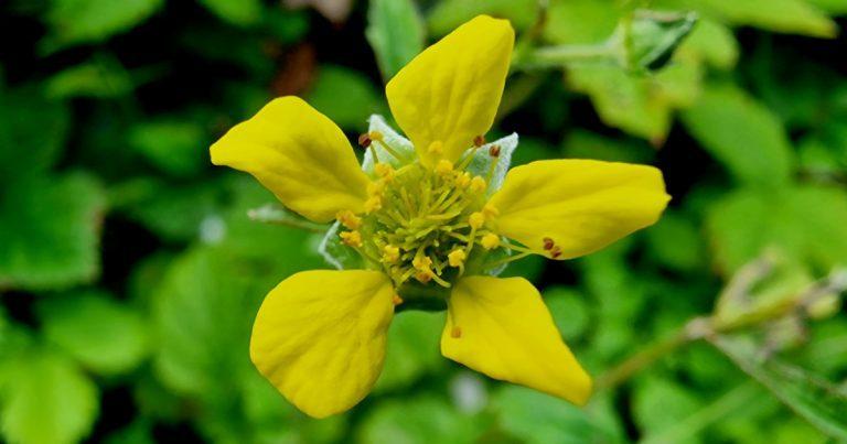 An Macall Coille Geum urbanum