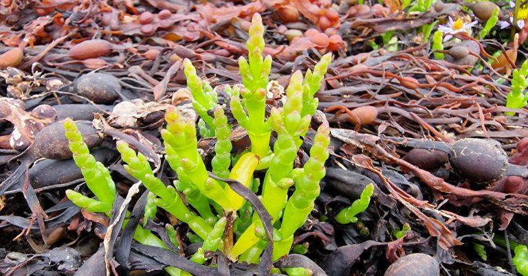  Lus na Gloine Salicornia agg.