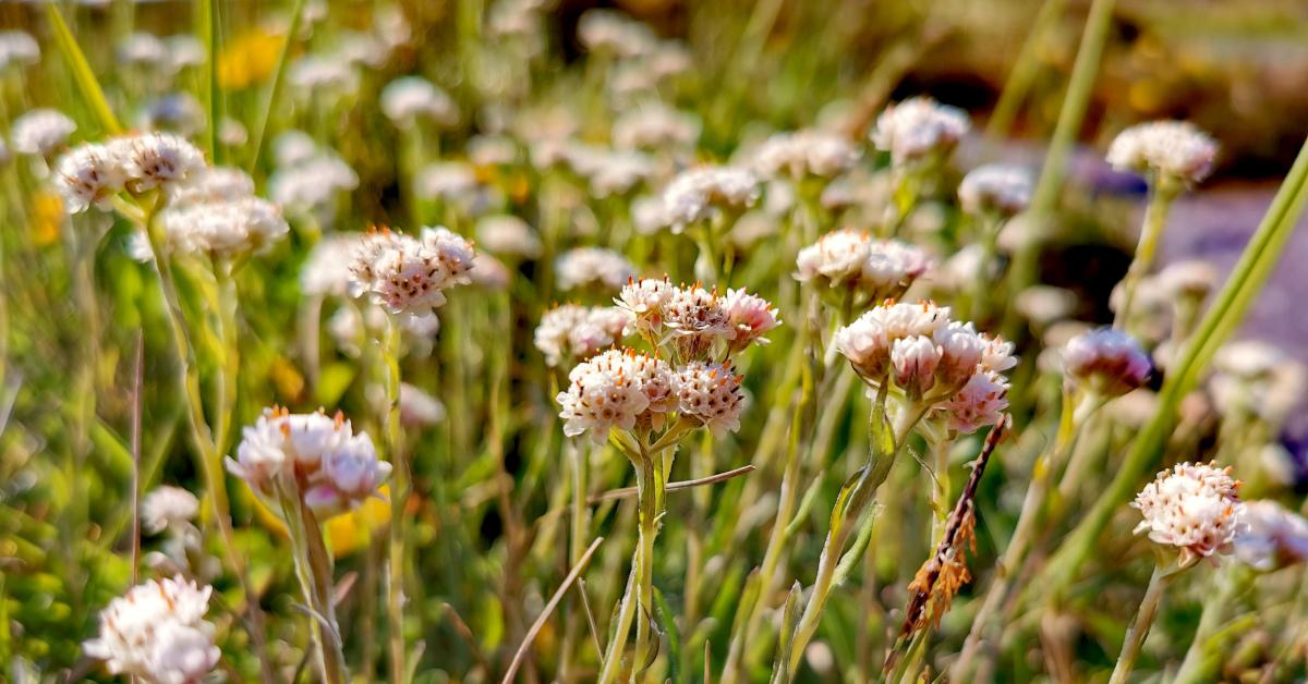  An Catluibh Antennaria dioica