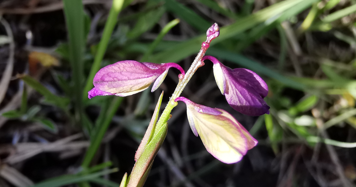  Lus an Bhainne Polygala vulgaris