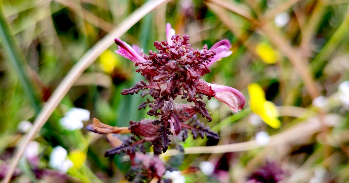  An Milseán Móna Pedicularis palustris