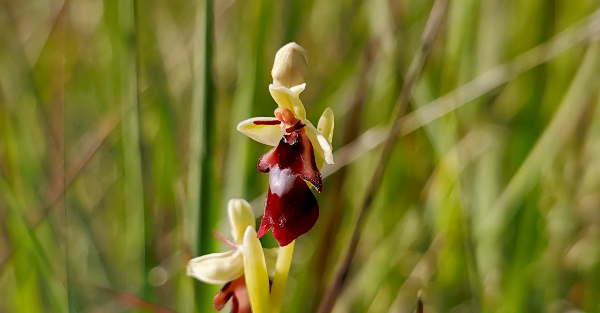 Magairlín na Míoltóg Ophrys insectifera