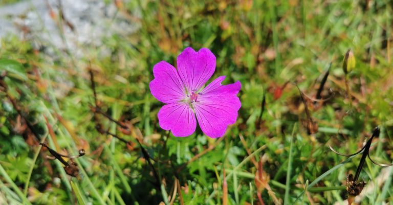  An Crobh Dearg Geranium sanguineum