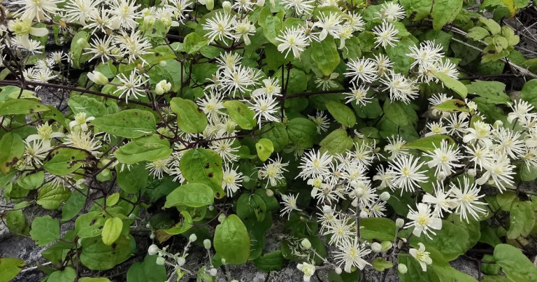  An Gabhrán Clematis vitalba