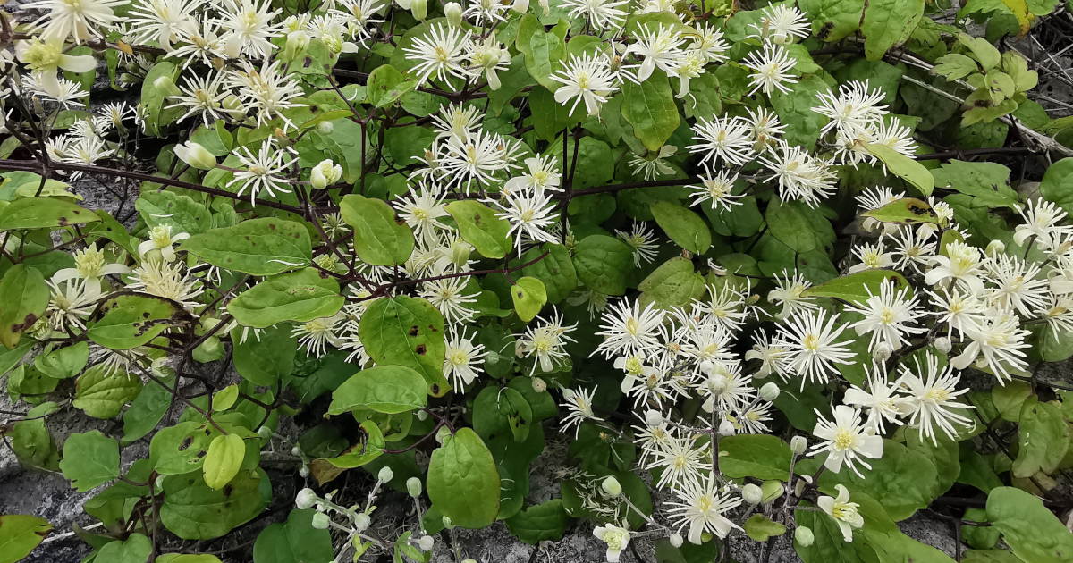  An Gabhrán Clematis vitalba