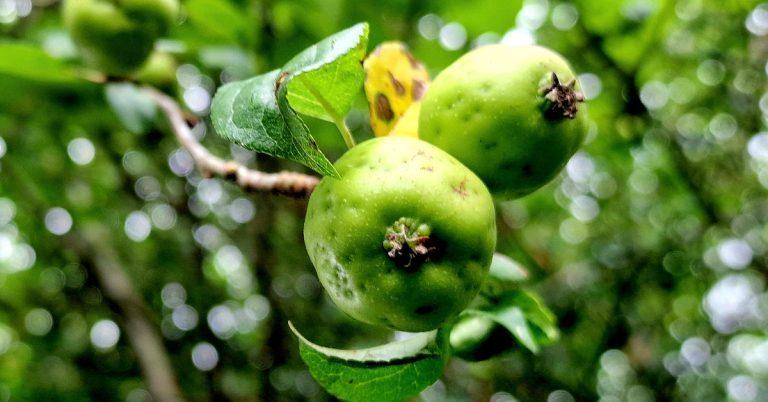  An Crann Fia-úll Malus sylvestris