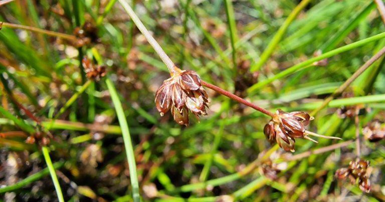  An Luachair Bhleibeach Juncus bulbosus