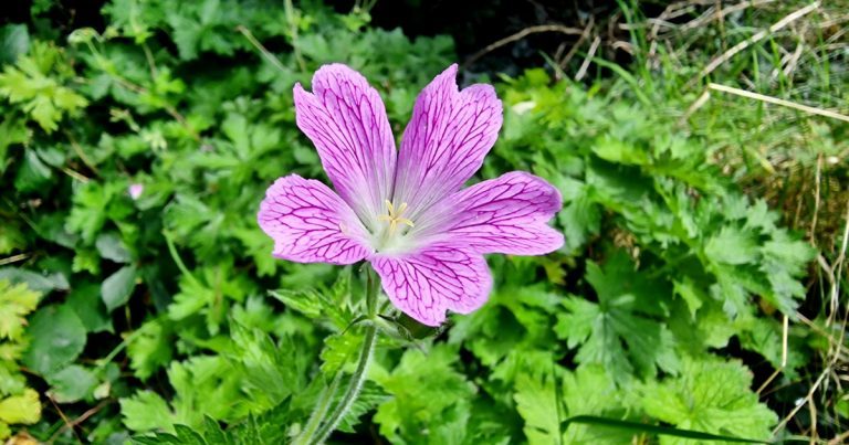  Geranium x oxonianum Geranium x oxonianum