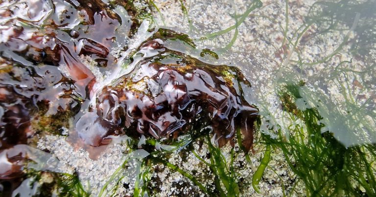  Sleabhcán Porphyra spp.