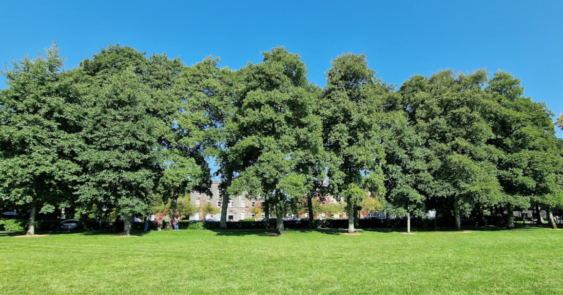  An Fhearnóg Iodálach Alnus cordata