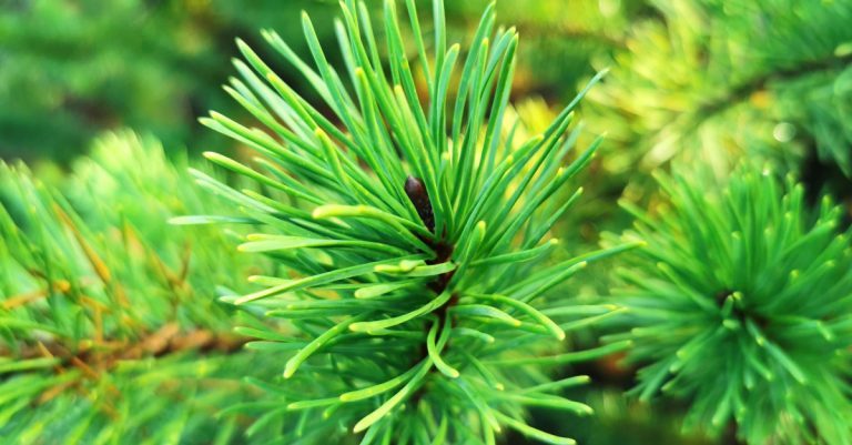  An Péine Contórtach Pinus contorta