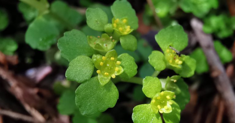  An Ghlóiris Chrysosplenium oppositifolium