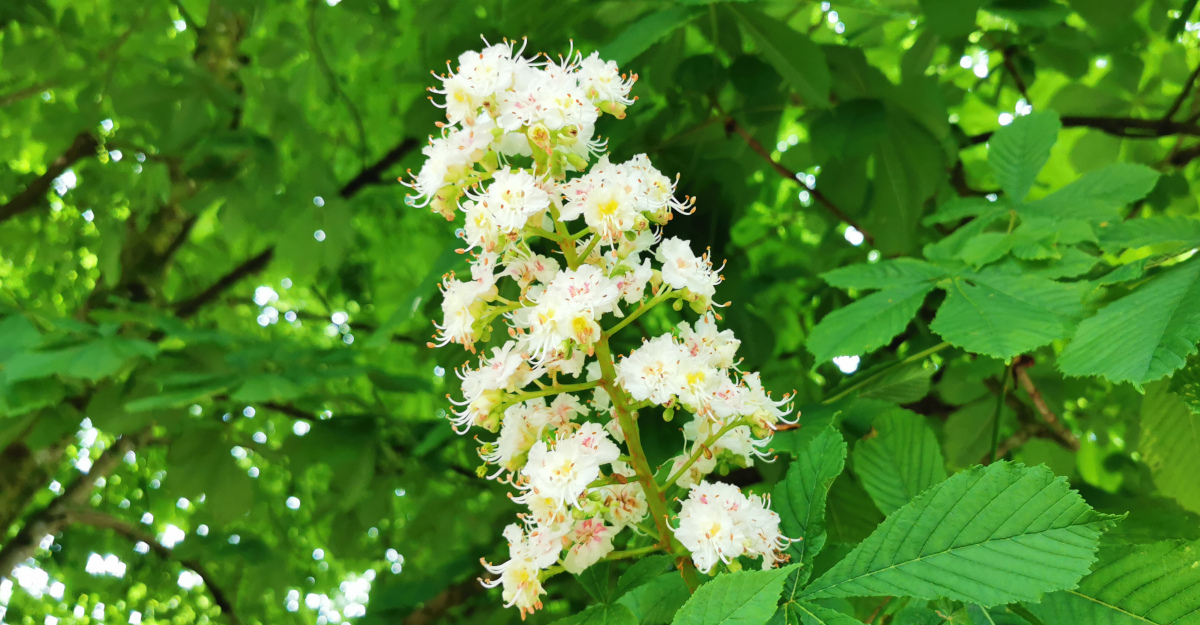  An Crann Cnó Capaill Aesculus hippocastanum