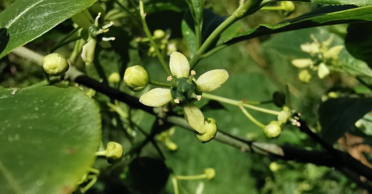  An Feoras Euonymus europaeus