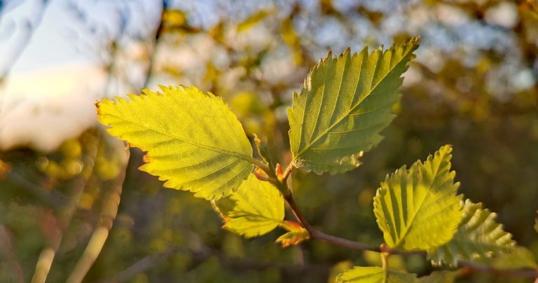  An Bheith Chlúmhach Betula pubescens