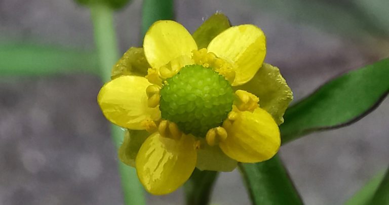  An Toircheas Fiáin Ranunculus sceleratus
