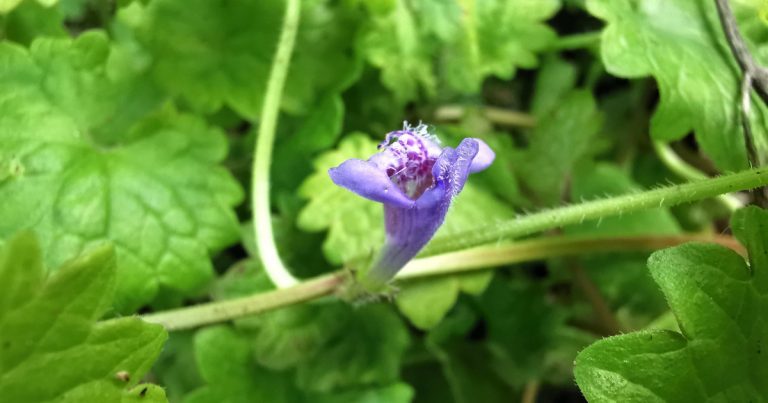  An Athair Lusa Glechoma hederacea