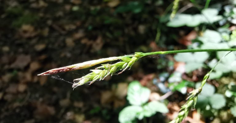  An Chíb Choille Carex sylvatica