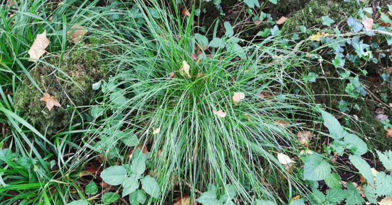  An Chíb Scartha Carex remota
