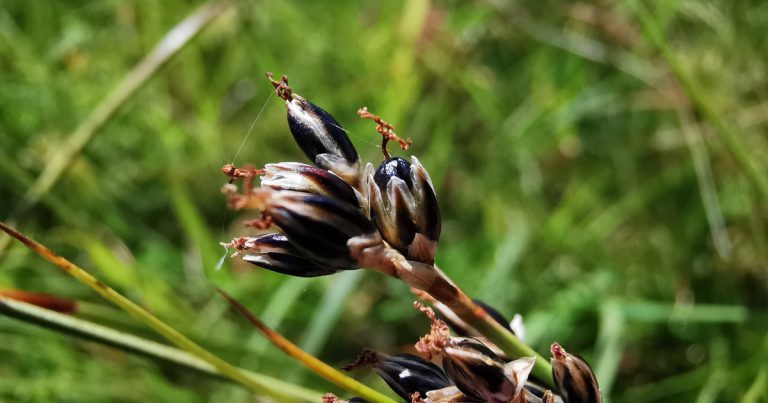  An Luachair Chaoráin Juncus squarrosus
