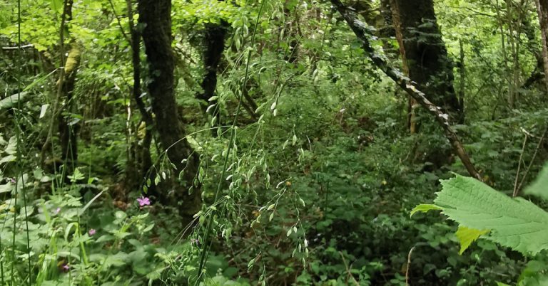  An Muiléad Coille Milium effusum