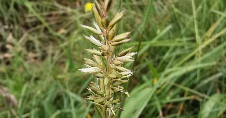 An Cailcfhéar Koeleria macrantha