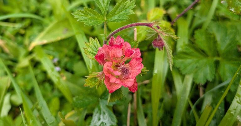  An Macall Uisce Geum rivale