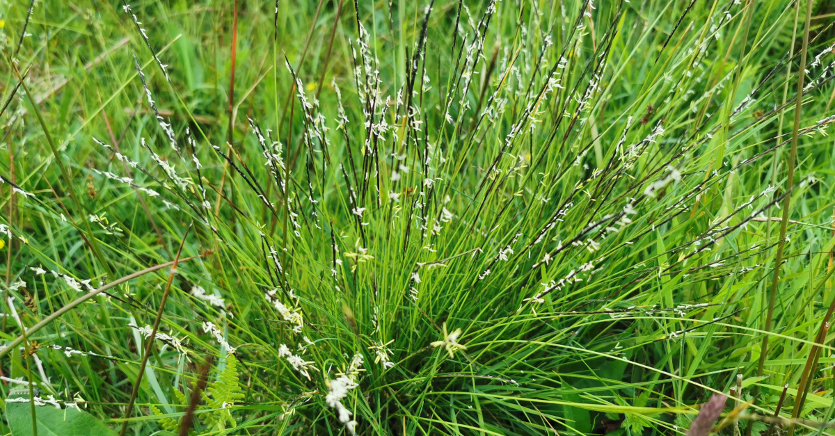  An Beiteán Nardus stricta