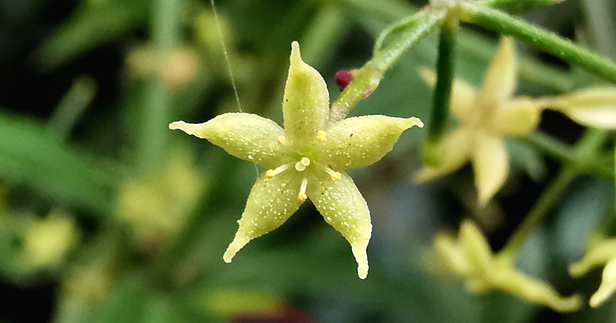 Garbhlus na Boirne Rubia peregrina