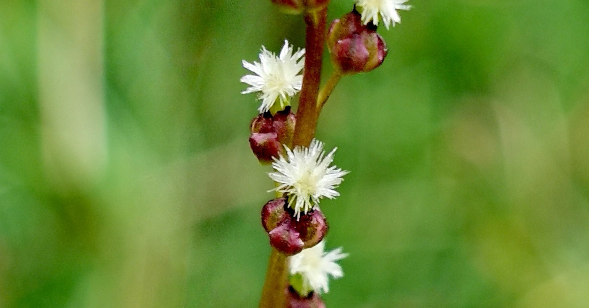  Barr an Mhilltigh Triglochin palustris