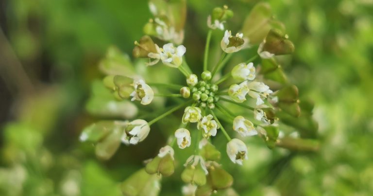  Lus an Sparáin Capsella bursa-pastoris