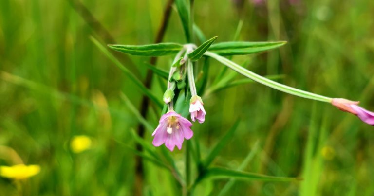  An Saileachán Corraigh Epilobium palustre